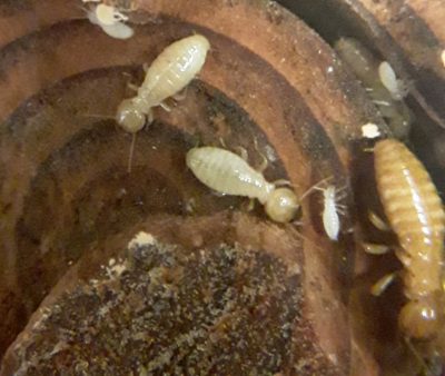 Termites