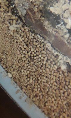 Termite Poop