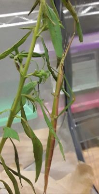 Walking Stick