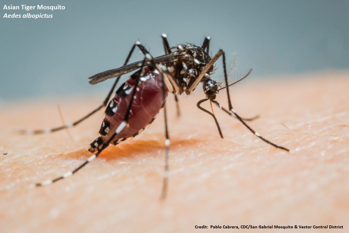 Asian Tiger Mosquito  Aedes albopictus. Credit:  Pablo Cabrera, CDC/San Gabriel Valley Mosquito Control District (Public Domain)