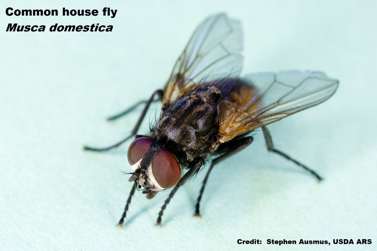 Common house fly, Musca domestica. Credit: Stephen Ausmus, USDA/ARS (Public Domain)