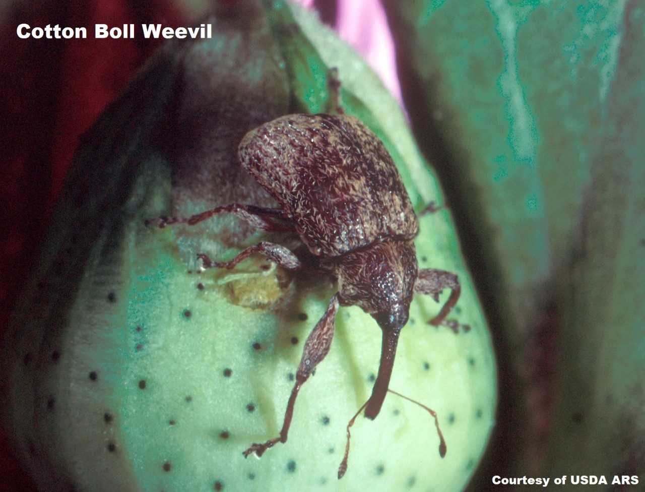 Boll weevil, Anthonomus grandis. Credit: Rob Flynn, USDA/ARS (Public Domain)