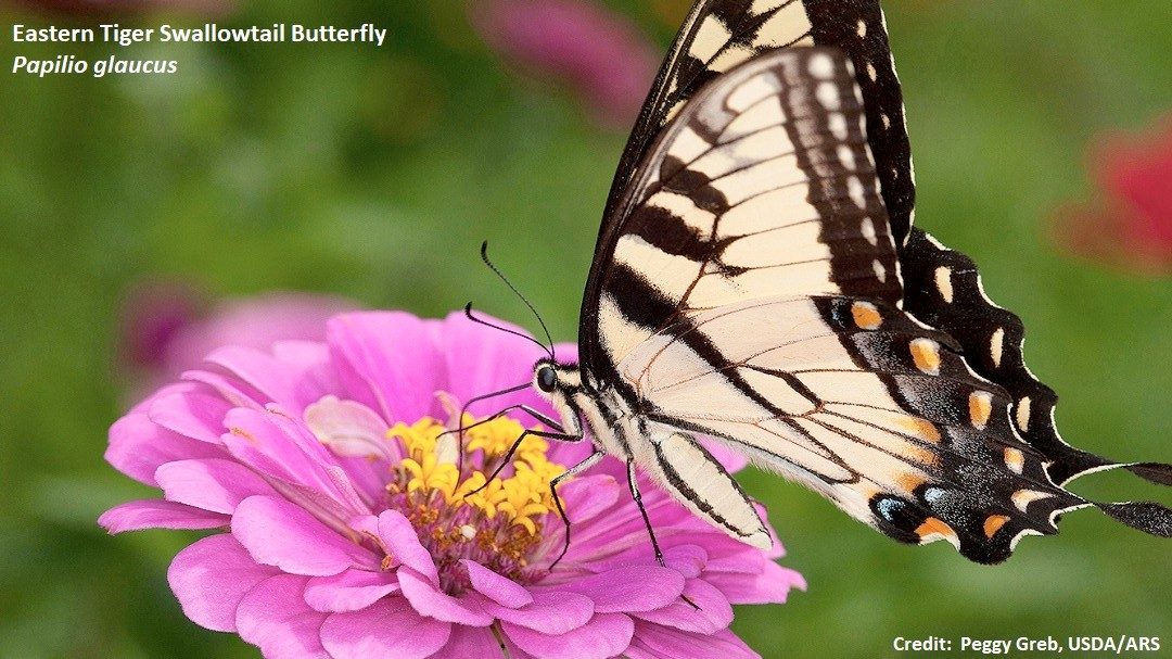 Eastern Tiger Swallowtail Butterfly Papilio glaucus. Credit:  Peggy Greb, USDA/ARS (Public Domain)