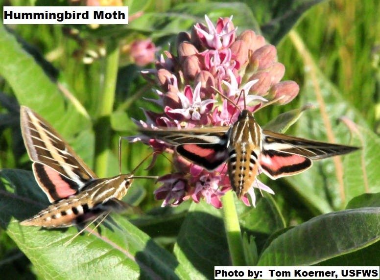 Hummingbird moth. Credit:  Tom Koerner, USFWS (Public Domain)