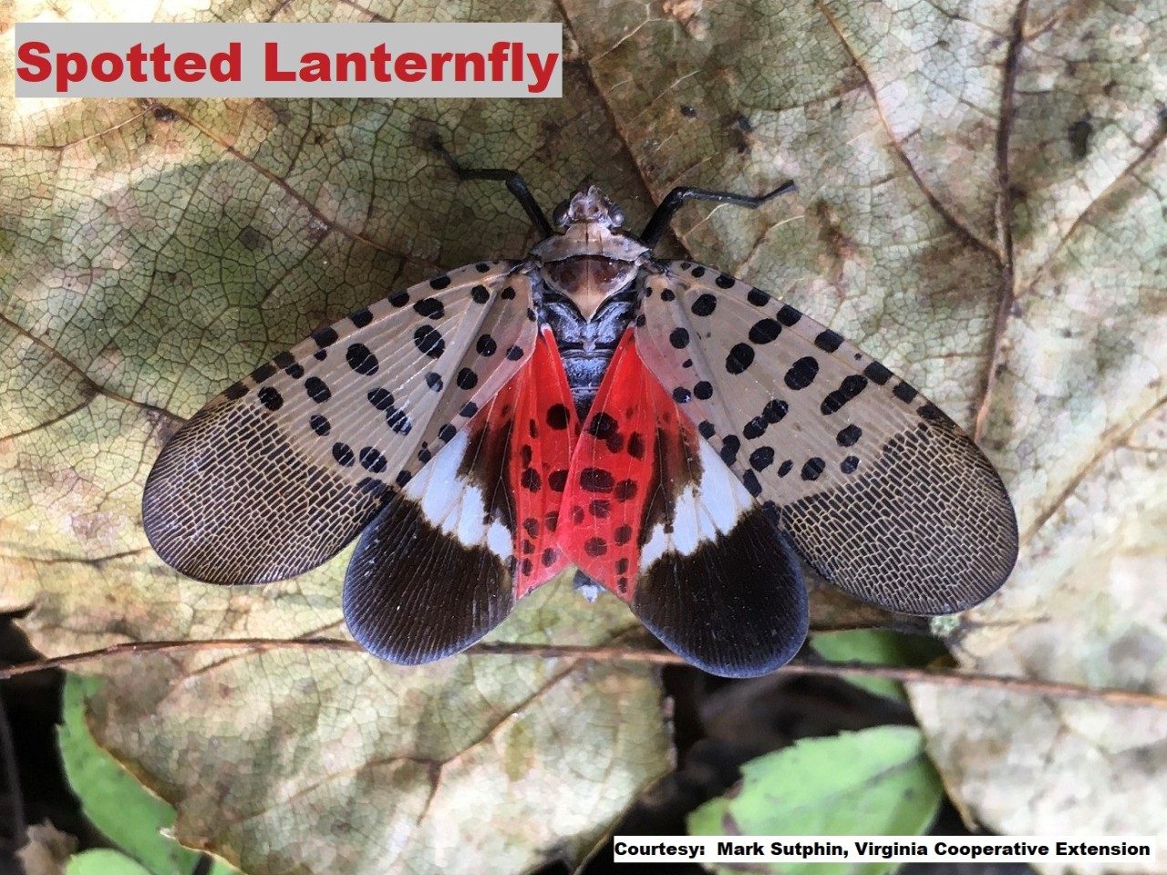 Spotted lanternfly (SLF), Lycorma delicatula. Credit: Mark Sutphin, VCE (By permission)