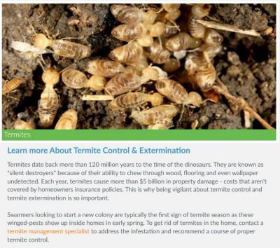 Photo and information about termites.