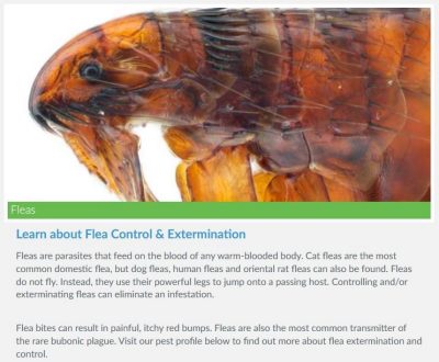Photo and information about fleas.