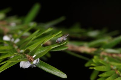 An adult Leucopis fly on hemlock.