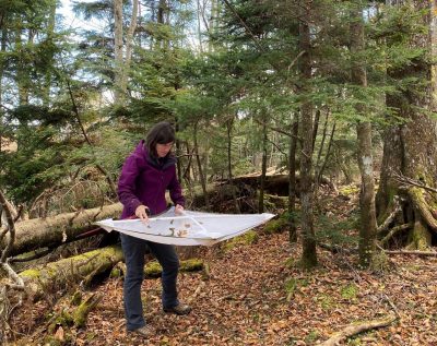 A researcher collects Laricobius osakensis on hemlocks in Japan.