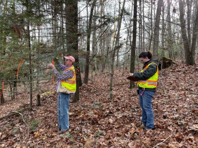 Members of the Forest Entomology Lab conducting research at local hemlock forests.