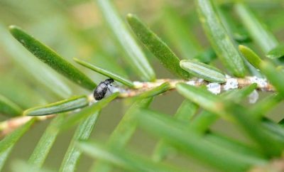Laricobius nigrinus is a predatory beetle that feeds on HWA.