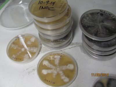 Verticillium nonalfalfae fungus that has been cultured in the lab for research purposes.