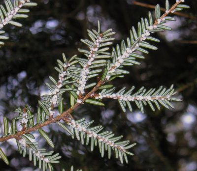 Hemlock woolly adelgid, and invasive pest, developing on native hemlock branches.