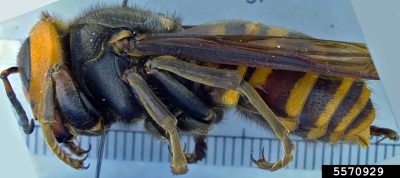 Asian giant hornet queen