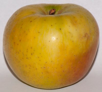 Albemarle Pippin Apple, Virginia
