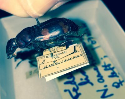alwood specimens 1888 collection