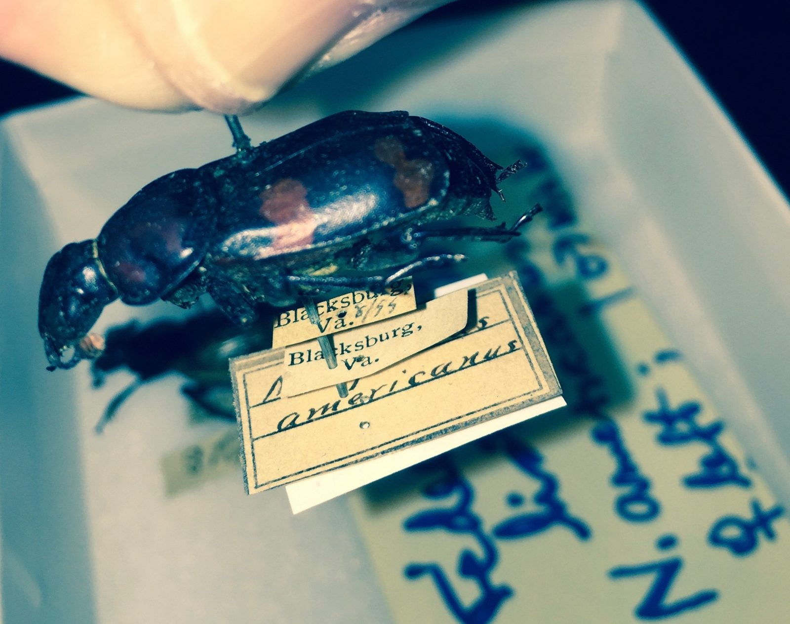 Virginia Tech Insect Collection - Alwood labeled specimen from 1899.