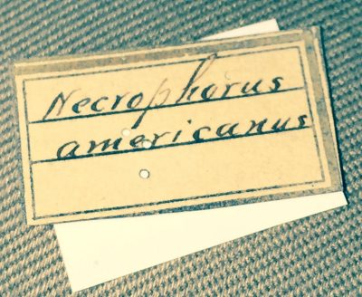 Alwood handwriting... 1888 collection