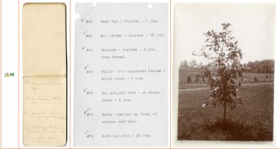alwood oak catalog data and photo
