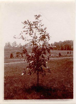 alwood oak, 1902