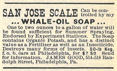 whale oil soap - san jose scale