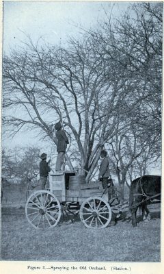 Spraying old orchard, VAMC, 1899