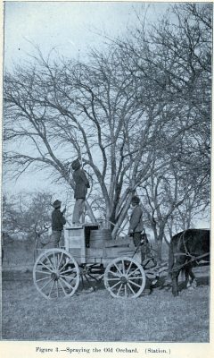 Spraying old orchard, VAMC, 1899