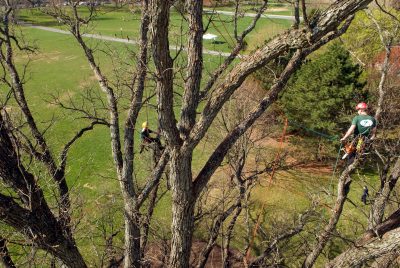 alwood oak restoration 2011