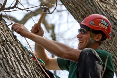 alwood oak restoration 2011