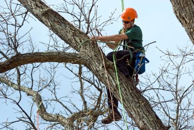 alwood oak restoration 2011