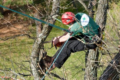 alwood oak restoration 2011