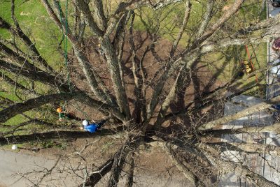 alwood oak restoration 2011