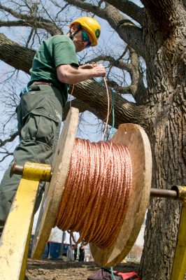 alwood oak restoration 2011