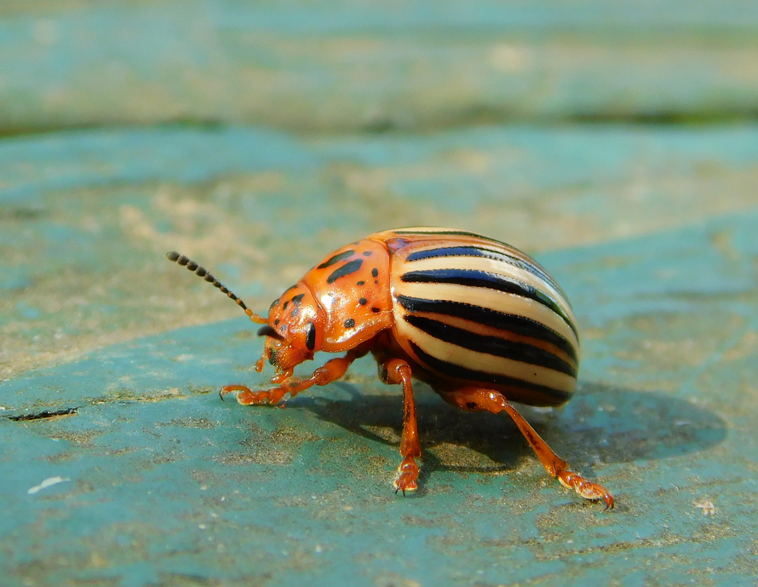 False Potato Beetle