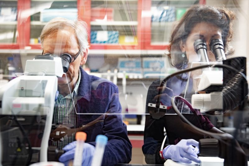Virginia Tech researchers Igor Sharakhov and Varvara Lukyanchikova are the first to study three-dimensional genome organization in mosquitos. Photo by Max Esterhuizen for Virginia Tech.