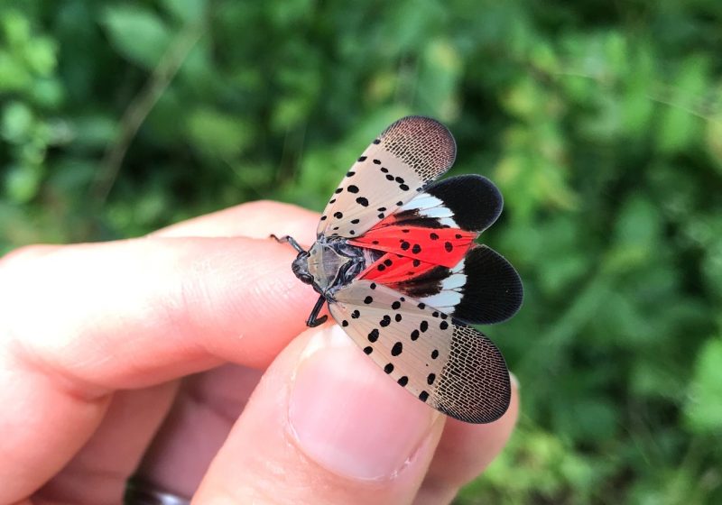 Close up of spotted lantern fly being held by thumb and forefinger