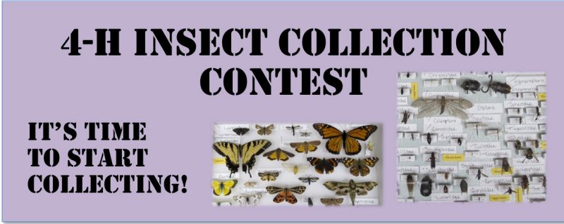 insectcollection
