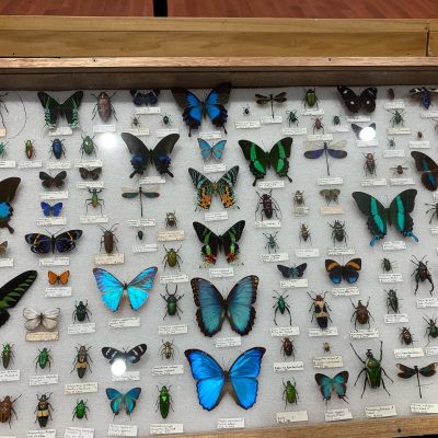 The Dan Capps Insect Collection