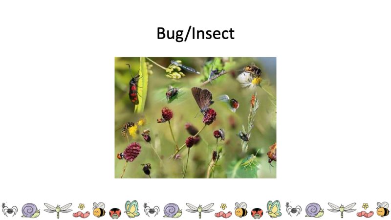 Bug/Insect