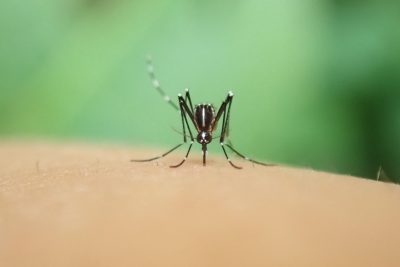Mosquitoes: The Good, The Bad, and The Ugly