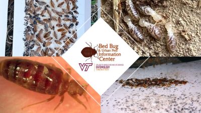 Bed Bug and Urban Pest Information Center at Virginia Tech