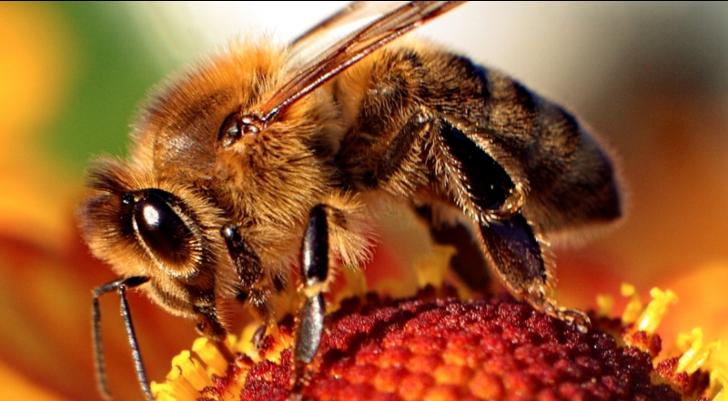Image of Honeybee on a flower
