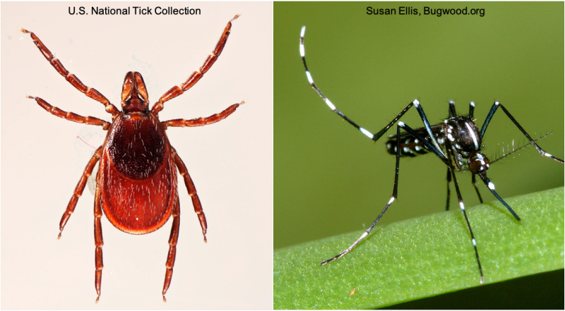 Image of tick and mosquito - local to Virginia