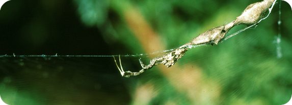 orb weaver 