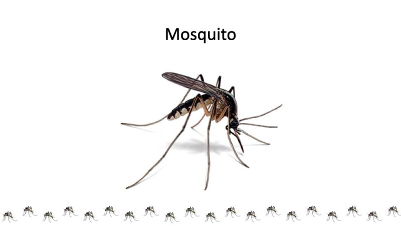 Mosquito
