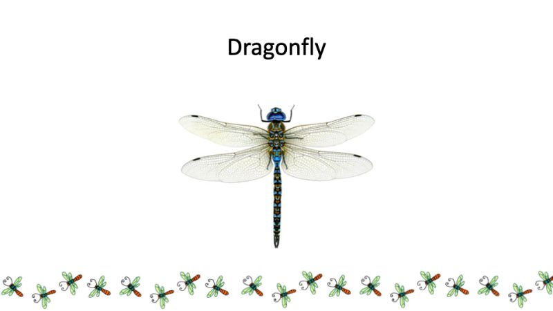 Dragonfly