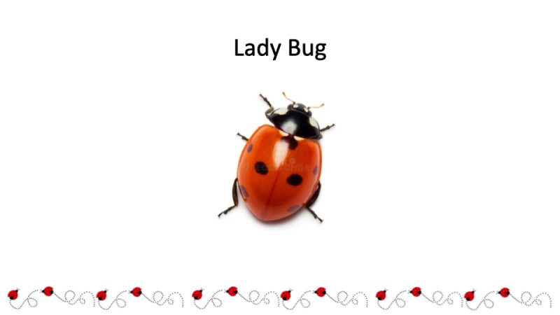 Lady Bug