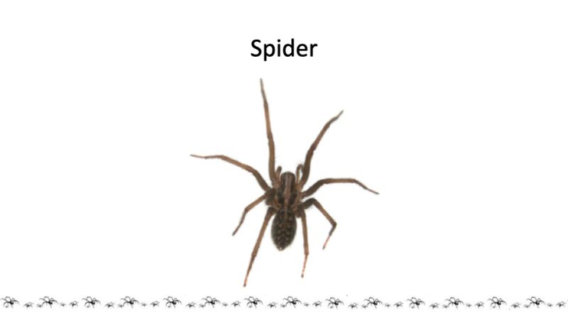Spider