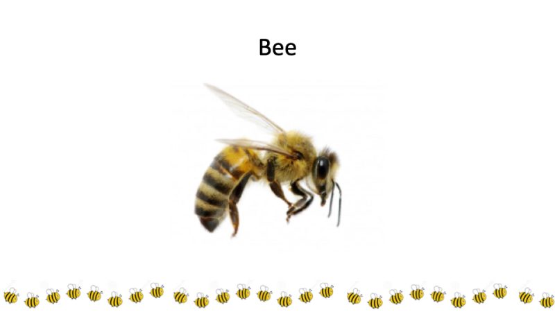 Bee