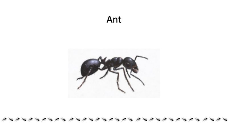 Ant